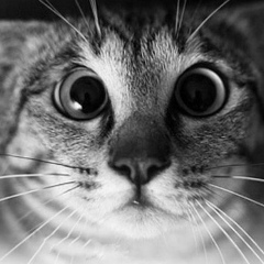 Павел Рыжиков