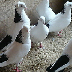 Адильбек Джумабаев, 07.03.2008