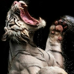 Александр Королев, 07.07.1990, Краснодар