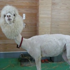 Your Fairytale, 05.04.1988, Санкт-Петербург