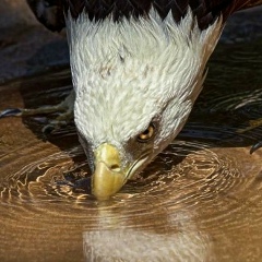 Иван Громин, 09.04