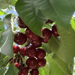 Aviv Cherry, 20.07, Одесса