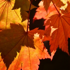 Дарья Коренева, 19.07.1985, Макеевка