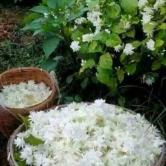 Jasmin Lover, 13.02.1961
