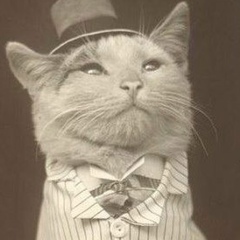 Мистер Кот, 04.09