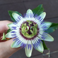 Аля Никулина, 11.07, Барнаул