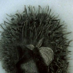 Диана Хайрулина, 30.07.1988