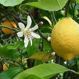Лимонарий Lemonarium, Уфа