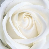 Полина Суворова, 23.07.1999, Красноярск