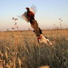 Владимир Шевченко, 22.07, Донецк