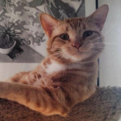 Максим Махортов, 03.05.1986, Санкт-Петербург