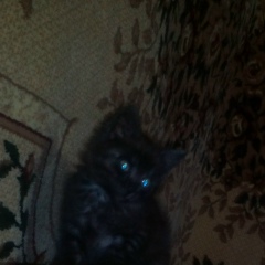 Лия Алеева, 19.03, Москва