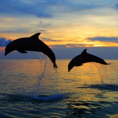 Азат Шигапов, 10.02, Казань