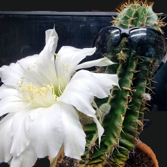 Ольга Широкова, 08.01.1970, Питкяранта