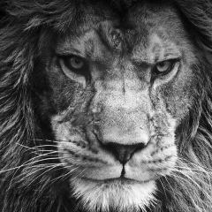 Александро Шаликов, 24.12