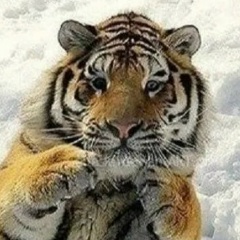 Евгения Рожко, Куть-Ях