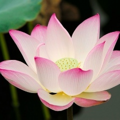 Алёна Иноземцева, Москва