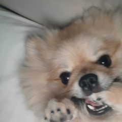 Людмила Мышкина, 24.01, Севастополь