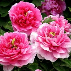 Joe Bob, 01.12, Xiamen