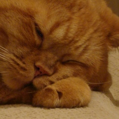 Сергей Русинов, 18.04.1988, Санкт-Петербург