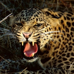 Амаль Каринбаев, 23.07.1994, Харьков