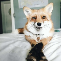 Даша Высоцкая, 23.06.1992, Донецк