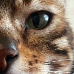 Антон Ростовский, 18.08.1987, Los Angeles