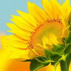 Тоня Величко, 22.04, Киев