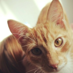 Маргарита Родионова, 14.07.1990, Санкт-Петербург