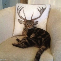 Soe-Ko Oo, 22.05, Chaung-u