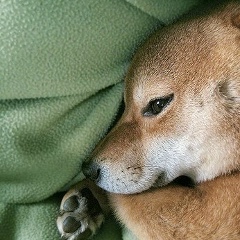 Аліна Зарічнюк, 24.07, Костополь