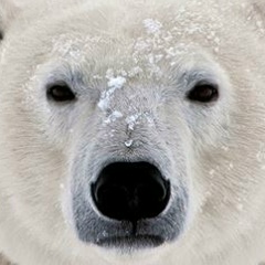 Досмукасан Боржигенов, Nagoya