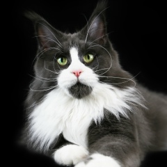 Ольга Черняева, 30.11, Москва