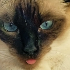 Ирина Пальгова, 28.08.1988, Санкт-Петербург