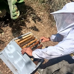 Hocine Bahloul