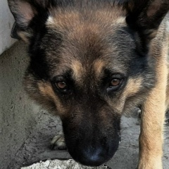 Petr Fonbreder, 29.02, Ташкент