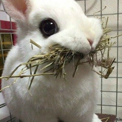 Руслан Горшенин