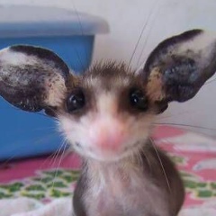 Андрей Решетников, 07.03.1983, Минск