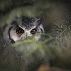 Виктория Навсегда, Москва