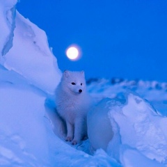 Айжан Балтабаева, 12.10, Алматы