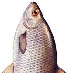 Вобла Сушеная, 24.11.1901, Санкт-Петербург