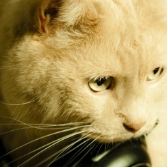 Илья Орлов, 12.10.1978, Санкт-Петербург