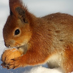 Елена Марченко, 19.12.1983
