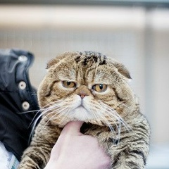 Виктор Адамов, 17.06.1980, Санкт-Петербург