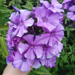 Юлия Ёлкина, 20.06, Великий Новгород