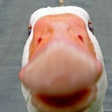 Олег Ляшенко, 21.10.1982, Днепр (Днепропетровск)