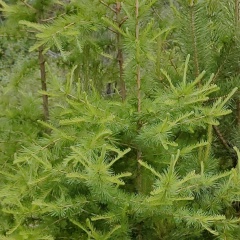 Евгений Выходцев, Улан-Удэ