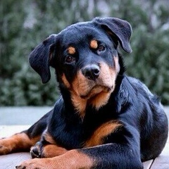 David Khachiyan, 15.01.1990, Stockholm