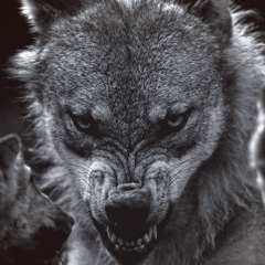 Kamran Maharramov, 02.11, Баку