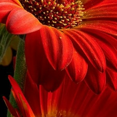 Ирина Вышарь, 01.08.1985, Санкт-Петербург